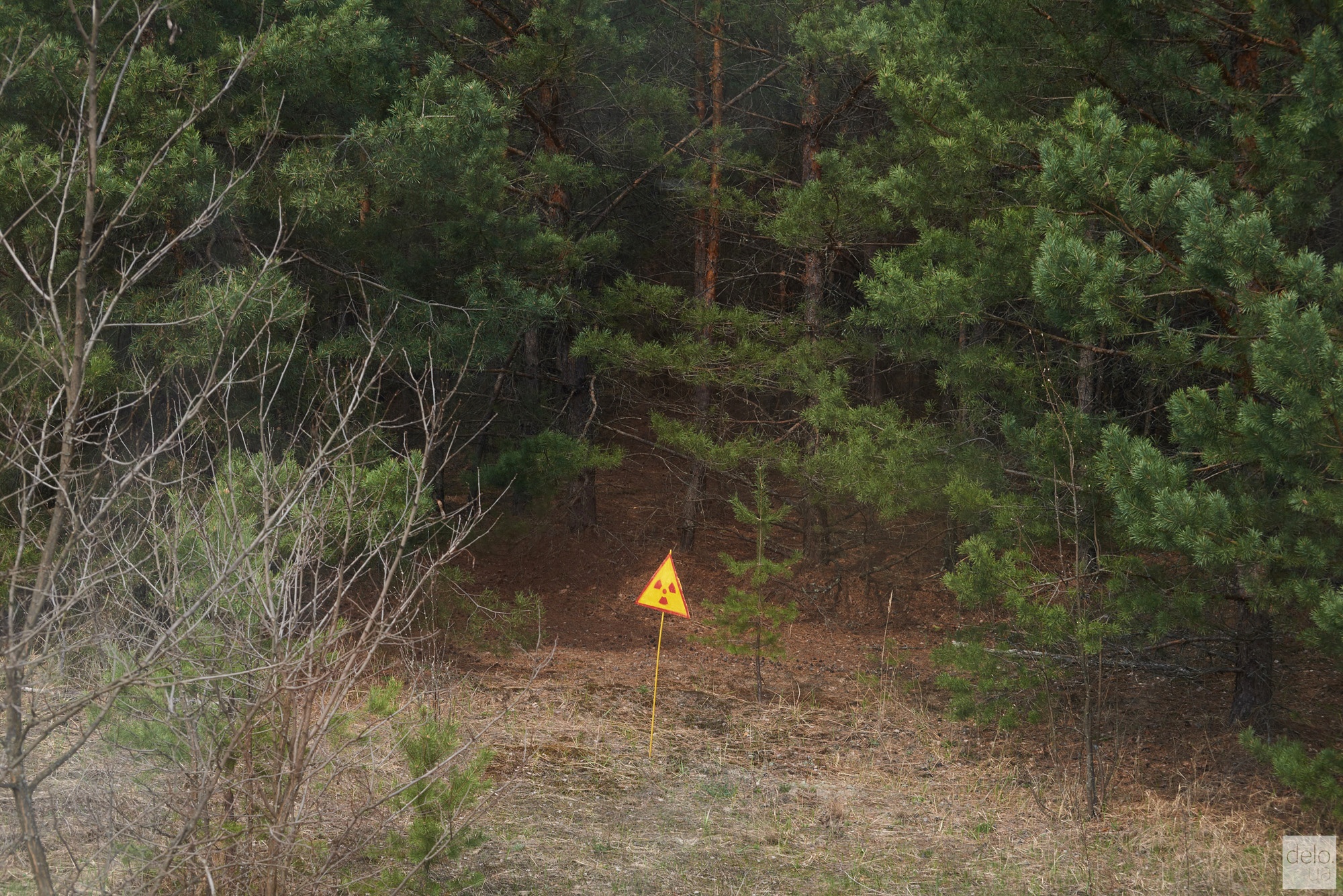 Леса вокруг ЧАЭС. Фото: В.Головин
