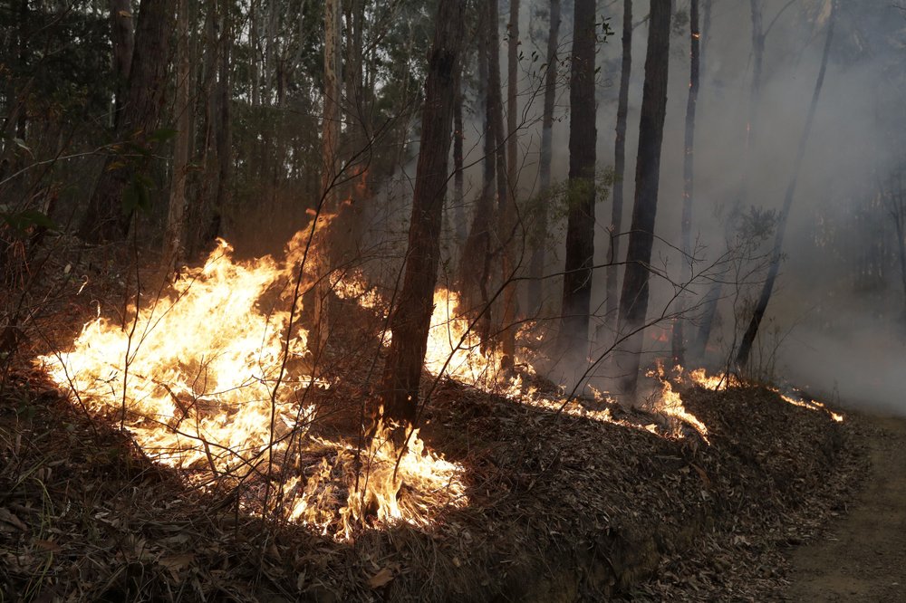 Огненный апокалипсис Австралии: погибли 24 человека и 500 млн. животных (ФОТО) 5