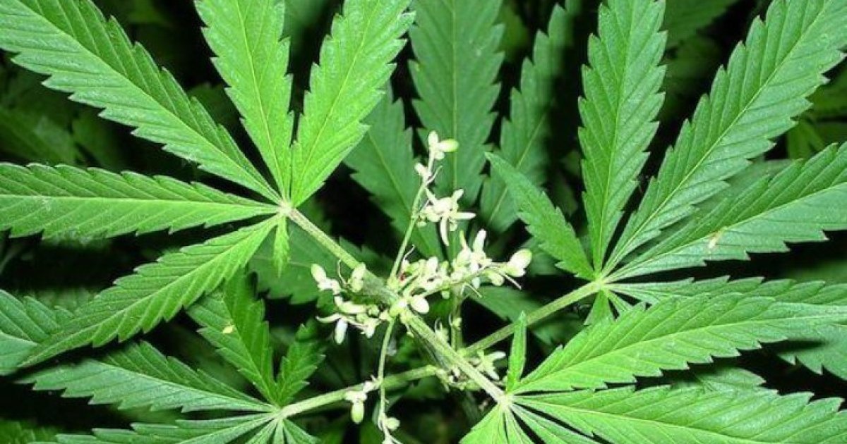 Сеять коноплю что такое легализовать марихуану