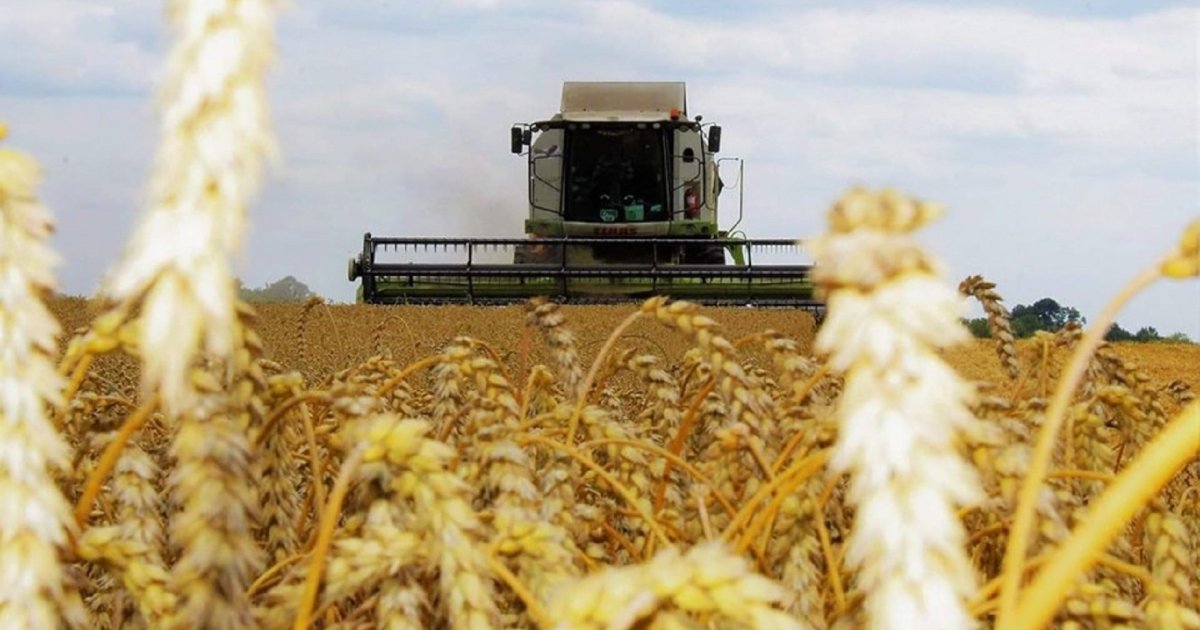 Почему зерно украины. Экспорт зерна. Украинское зерно. Сбор пшеницы. Урожай пшеницы в Украине.