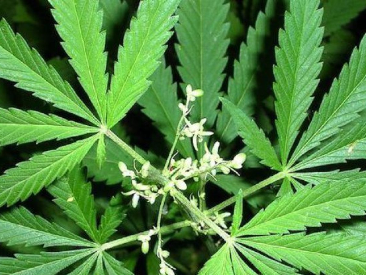Можно выращивать коноплю украине марихуану купить в харькове