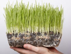 Фото 2 — В Украине не обнаруживают ГМО