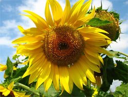 Фото 2 — В Украине может подорожать подсолнечное масло из-за требований Евросоюза