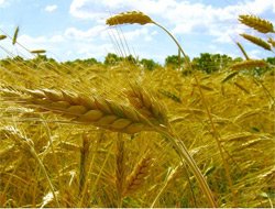 Фото 2 — Конфликт таможни и зернотрейдеров обошелся последним в $1 млрд.