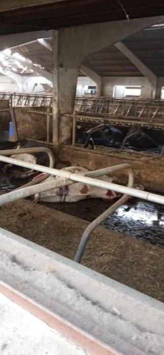 Фото 5 — Оккупанты убили половину коров, находившихся на ферме в Запорожской области