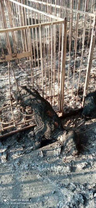 Фото 3 — Оккупанты убили половину коров, находившихся на ферме в Запорожской области