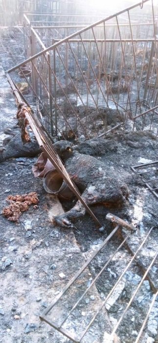 Фото 4 — Оккупанты убили половину коров, находившихся на ферме в Запорожской области
