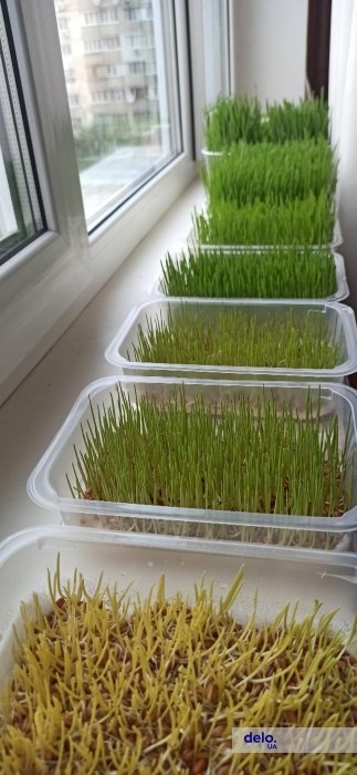 Фото 7 — Огород на подоконнике: как выращивать микрогрин для себя и стоит ли это превращать в бизнес