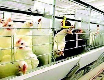 Фото 2 — Порошенко заинтересовался производством оборудования для птицеводства