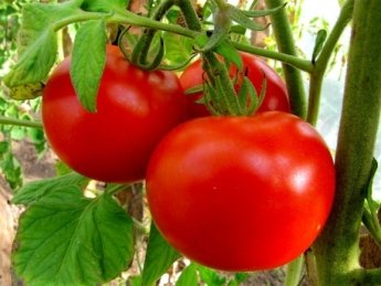 Перші українські тепличні томати майже вдвічі дорожчі за турецькі: які ціни