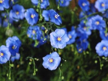 Украина нарастила экспорт льна в 1,3 раза