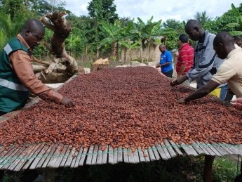 За год цены на какао-бобы выросли на треть