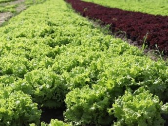 Где и как производится салат для бургеров "МакДональдз"