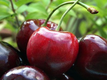В Украине дешевеет черешня: сколько стоит ягода в разгар сезона
