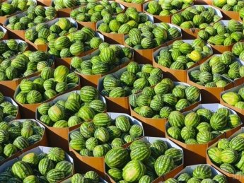 Фото: Агроэксперт