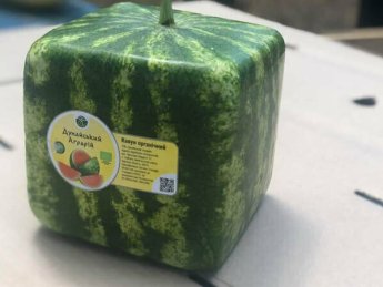 В Украине начали выращивать органические арбузы в форме куба (ФОТО)