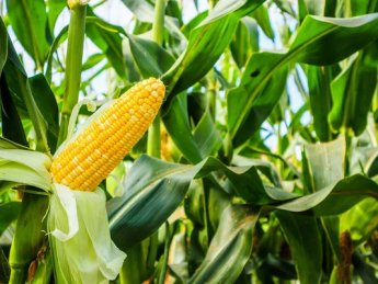 В Украине быстро растут цены на фуражную кукурузу