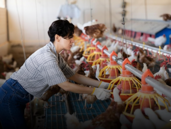 птицекомплекс