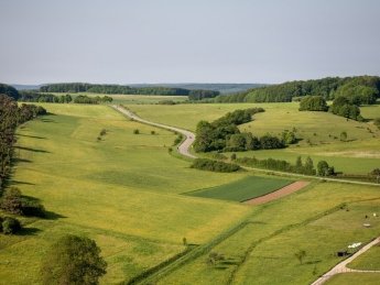 земельна ділянка, дерева