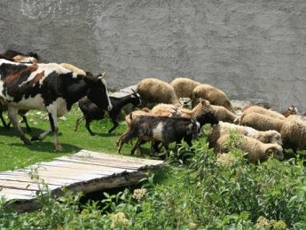 коровы, козы