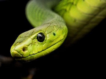 Люди могут стать ядовитыми, как змеи, но скорее всего этого не случится, - исследование