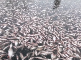СБУ расследует массовую гибель рыбы в Днепре у Запорожья после повреждения Каховской ГЭС