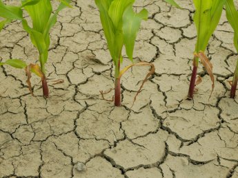 посуха, урожай