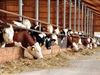 В январе производство молока сельхозпредприятиями заметно выросло