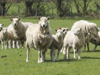 В Украине поголовье овец сократилось в 9 раз
