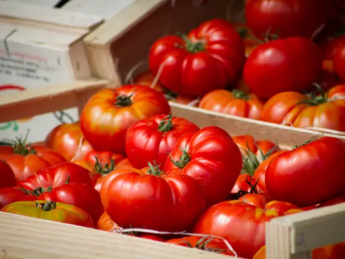 В Україні ростуть ціни на імпортні помідори