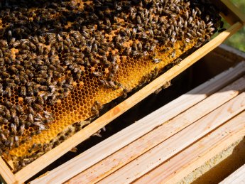 Канада дозволила імпорт з України бджіл, а Сербія - топлених жирів