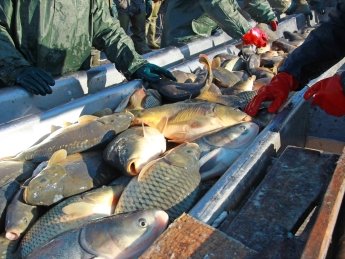 Украина просит ввести санкции против рыбной отрасли РФ
