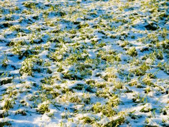 Аграрии сократят посевы озимых на 30%