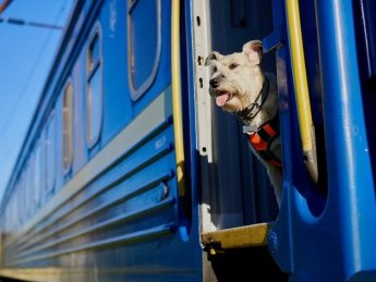 UAnimals и "Укрзализныця" вместе разработают правила перевозки животных в поездах