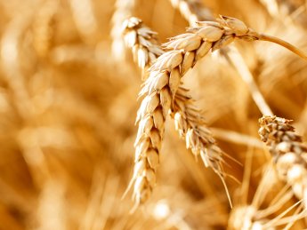 Грузия запретила экспорт пшеницы и ячменя до 1 июля 2023 года