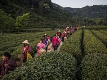 Чайные плантации. Фото: vesti.ru