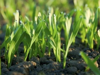 Всходы пшеницы