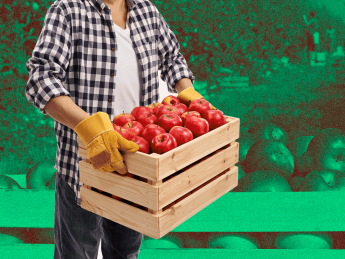 Яблочный сезон-2023/24: каким будет урожай яблок и цены на них в этом году