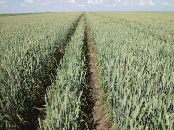 Капитализация украинских агрохолдингов в первом квартале снизилась до 2,75 млрд евро