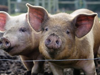 Закупівельні ціни на свиней живою вагою на 9-15 лютого 2026