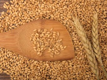 В Украине резко растут цены на продовольственную пшеницу