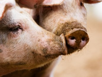 Закупівельні ціни на свиней живою вагою на 15-21 грудня 2025