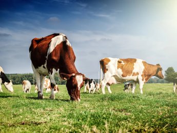 Мінагрополітики відновить дотації фермерам на землю та за утримання худоби