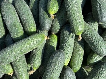 Цены на огурцы уже на треть ниже, чем в прошлом году: сколько просят за овощ