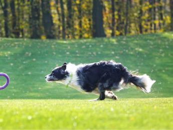 Корм для собак Клуб 4 Лапи Актив + Пуллер (Club 4 Paws Active + PULLER