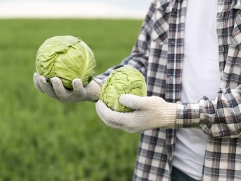 ранняя капуста