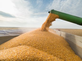 Україна надасть країнам Африки та Азії 125 тис тонн зерна як гуманітарну допомогу