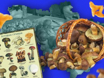 Сезон лесных грибов – когда собирать, где и за сколько купить