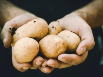 Какие гербициды применяются в посевах картофеля?