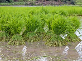 Рис, поле риса